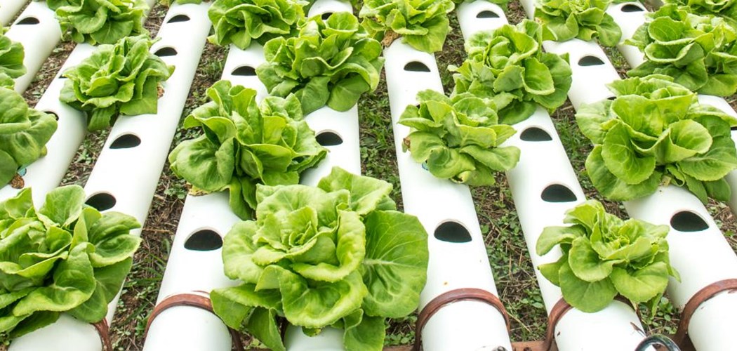Soilless Cultivation For Leafy Salads