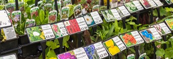 Opening of garden centres welcomed as Wales’ ornamental growers facing significant challenges…