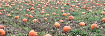 Tyfu Cymru helps turns ‘trick’ in to ‘treat’ for Wales’ pumpkin growers…