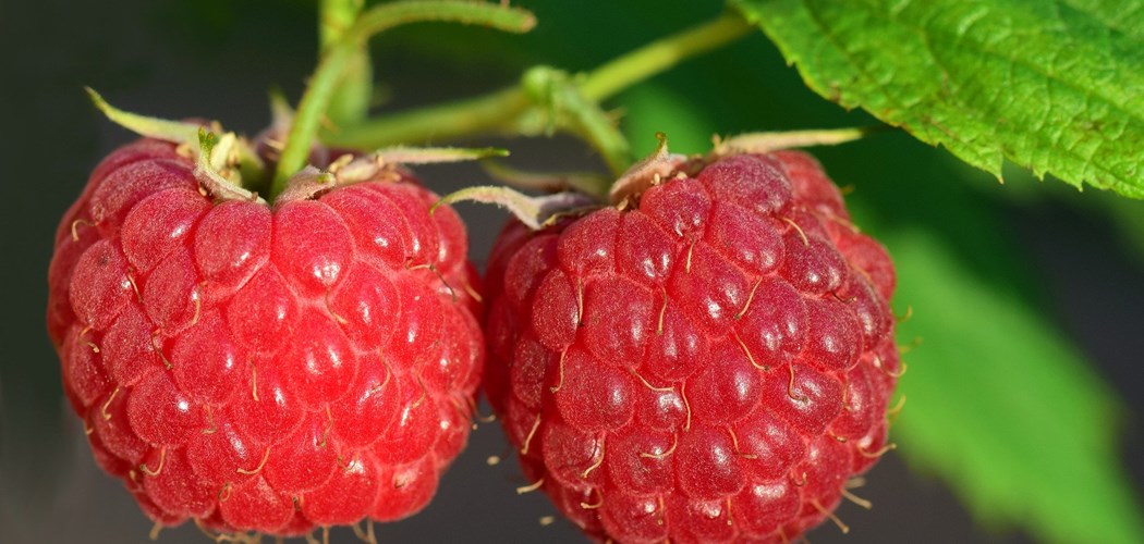 Technical Advice Sheet: Raspberry & Cane Fruit