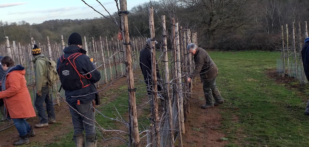 Notes from Pruning Workshop Helios Orchard, Pool Hill Newent