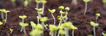 Intermediate Vegetable Seed Training Programme 2022 - Seed Sovereignty