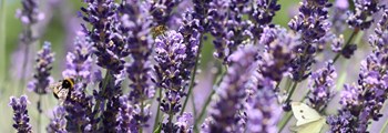 Technical Advice Sheet: Growing Lavender