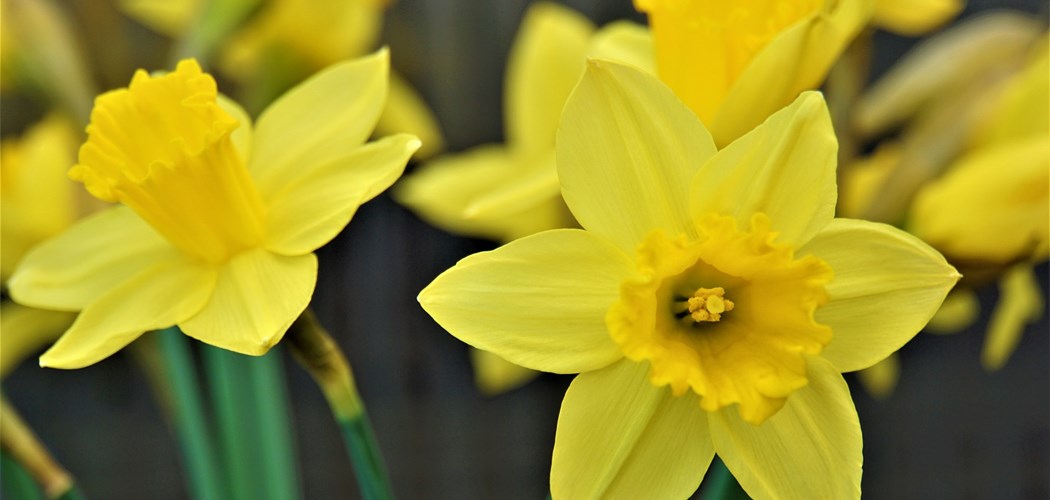 Webinar - Daffodil Crop Protection