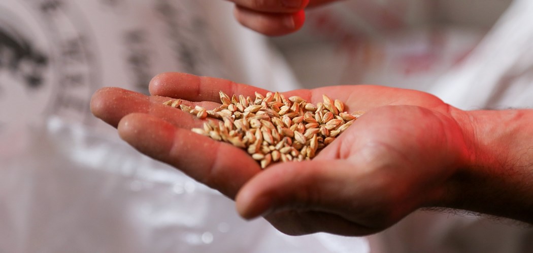 Seed Cultivation - Seed Quality
