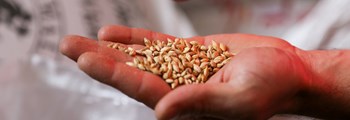 Seed Cultivation - Seed Quality