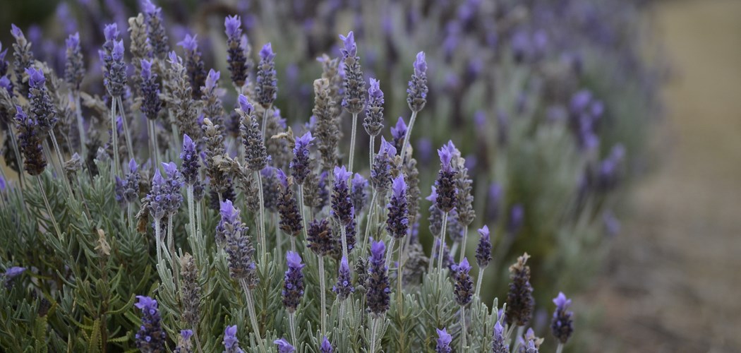 Webinar: An introduction to commercial lavender production