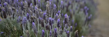  An Introduction to Commercial Lavender Production