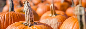 Planning for the 2021 Season – Pumpkin and Squash