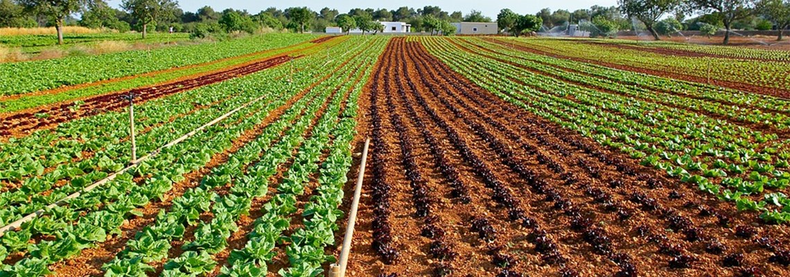 lettuce-field-1672580_960_720.jpg
