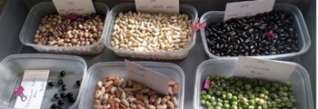 Seed Cleaning and Storage