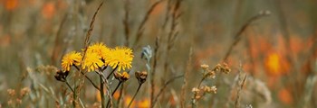 Wildflower Meadows – National Botanic Garden of Wales Blog