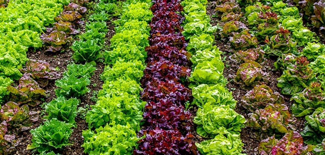 Webinar: Disease in salad crops - How to save losses