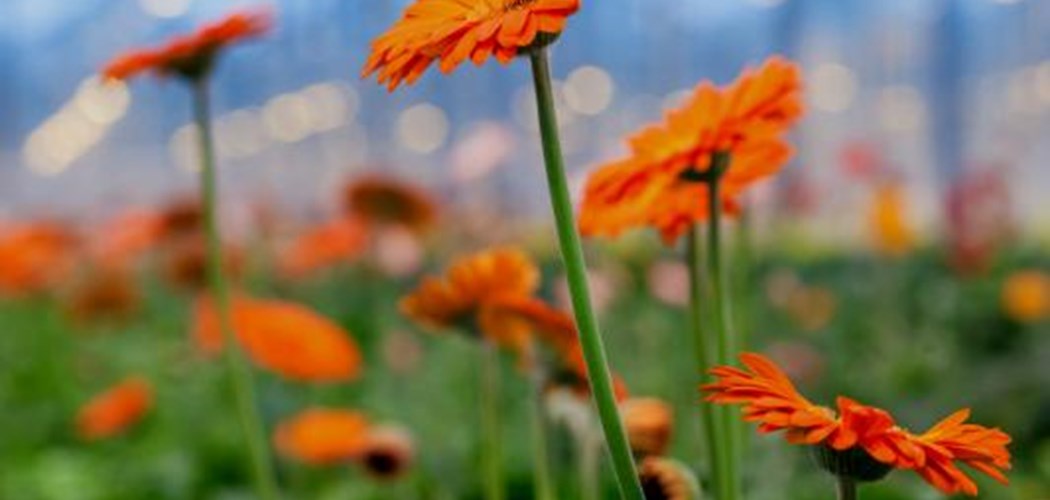 Grown not Flown Flowers