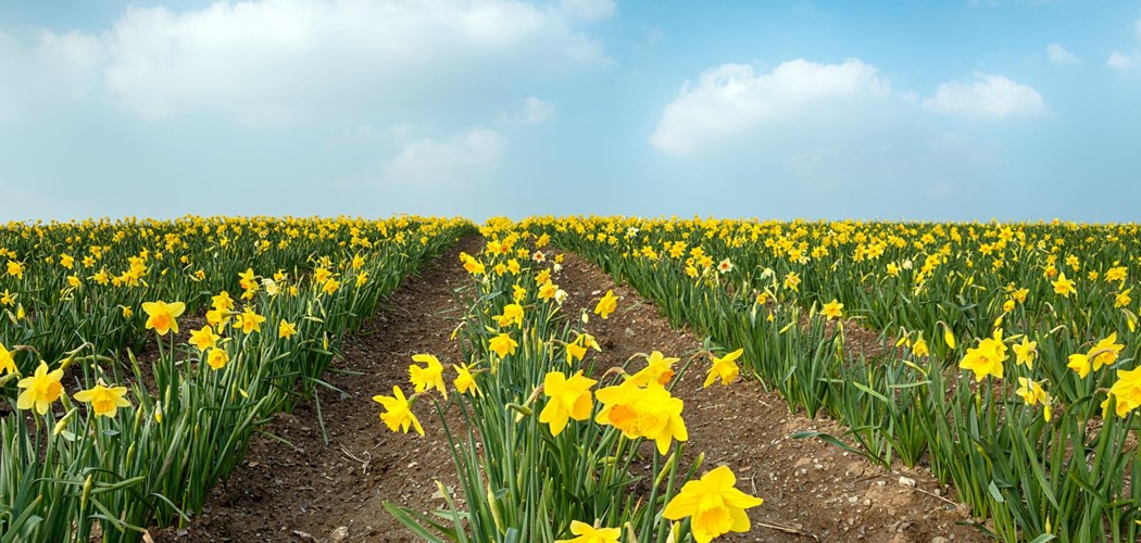 Tyfu Cymru Ornamentals network 2022 Spray Programme for disease prevention and control