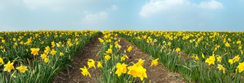 POSTPONED - Welsh Flower Farmers’ PR workshop