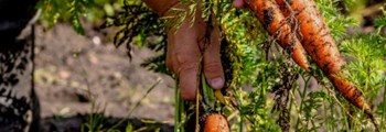 Organic market insight