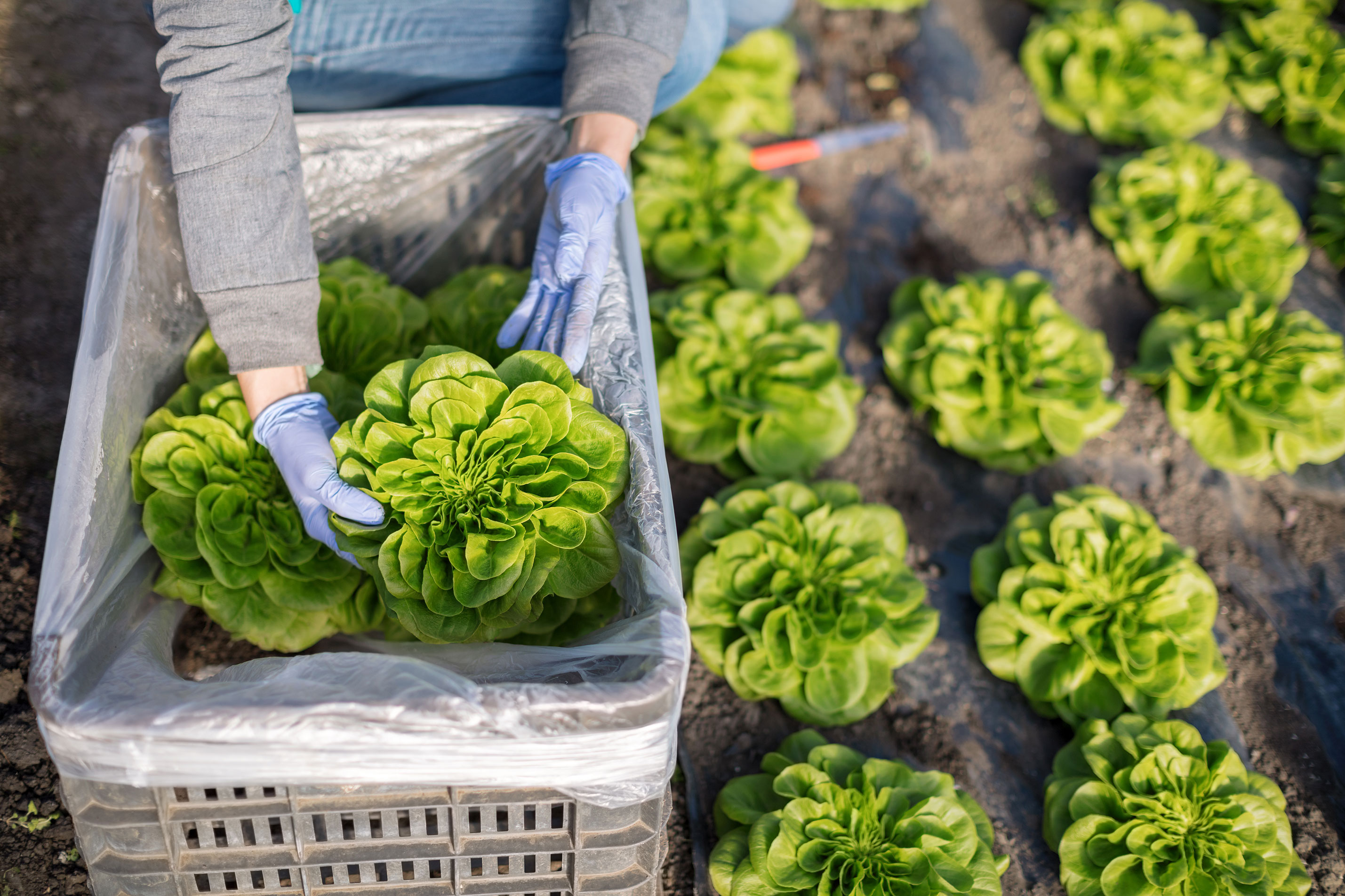 Fresh Vegetable Picking