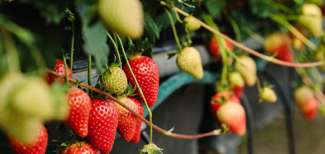 Soilless Cultivation For Table Top Strawberry