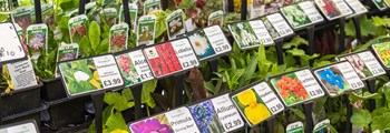 Welsh Ornamental Growers Immediate Experiences of and responses to COVID-19