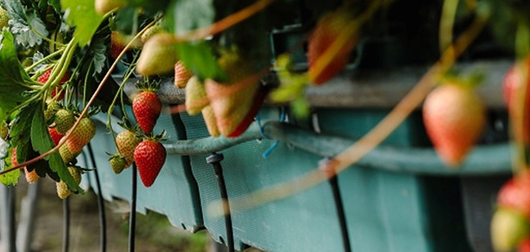 Technical Advice Sheet: Soft Fruit Network – June 2020