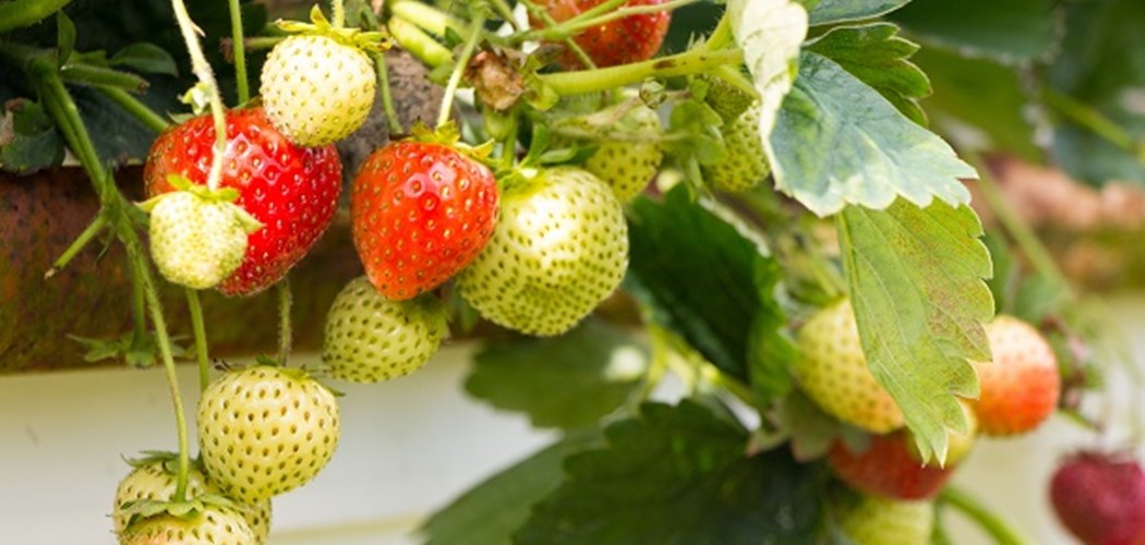 Soft Fruit Pests