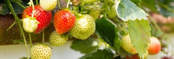 Mae hyfforddiant wedi'i ariannu 100% yn helpu Hooton’s Homegrown i ail-fywiogi eu menter garddwriaeth