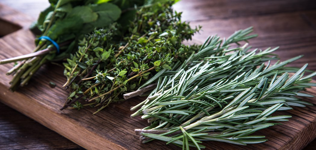 Soilless Cultivation For Herbs