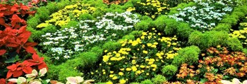 Technical Advice Sheet: Weed Control in Ornamentals