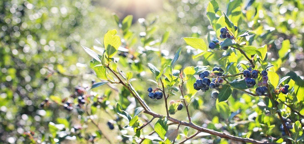 Disease and Weed Management of Bush Fruit