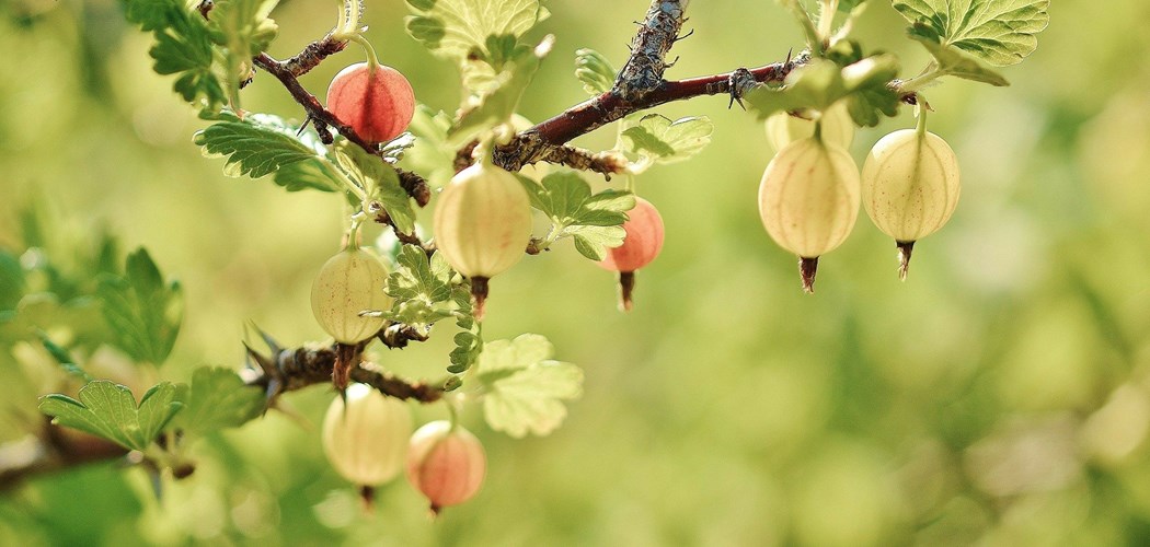 Disease Management of Bush Fruit