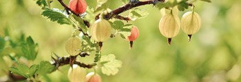 Disease Management of Bush Fruit