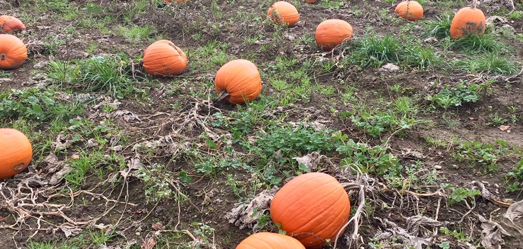 Weed Control in Pumpkin