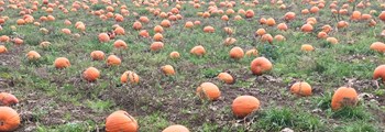 Weed Control in Pumpkin