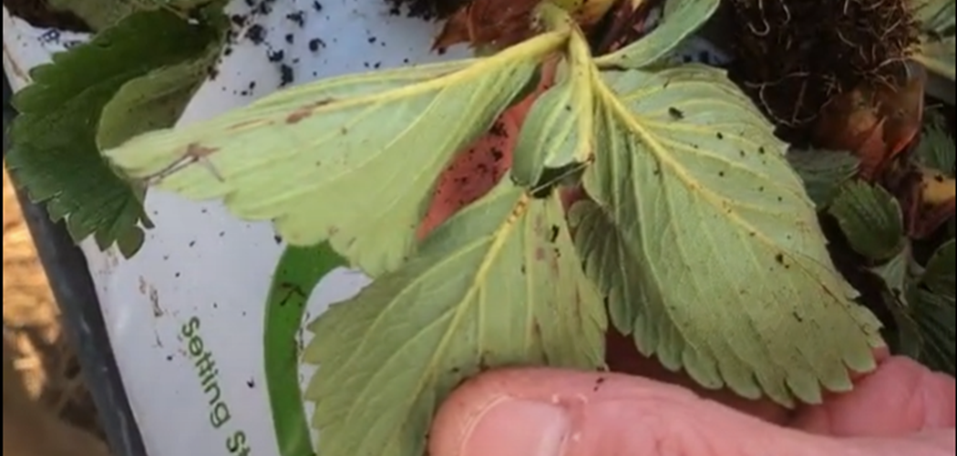 Video Guide: Inspection of new strawberry plants