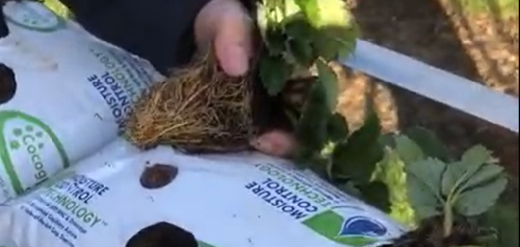 Video Guide: Planting of New Strawberry Plants