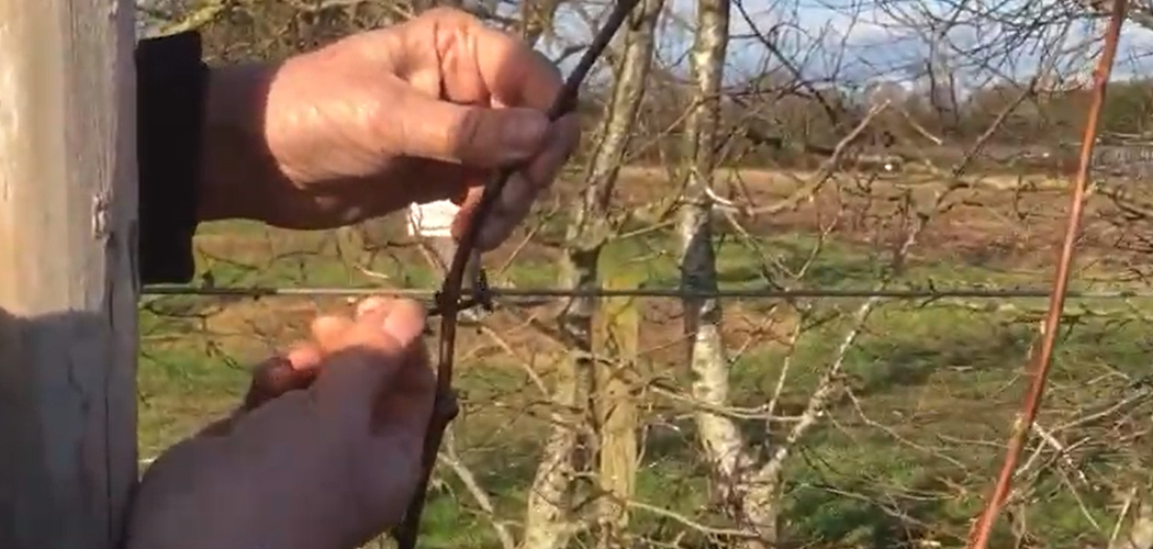 Video Guide: Potting Up New Raspberry Canes