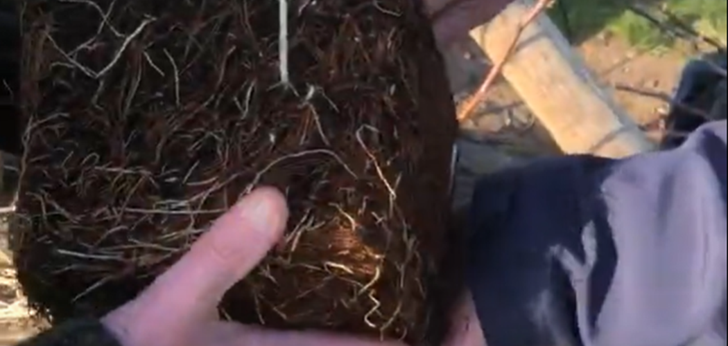 Video Guide: Setting Up New Potted Raspberry Canes
