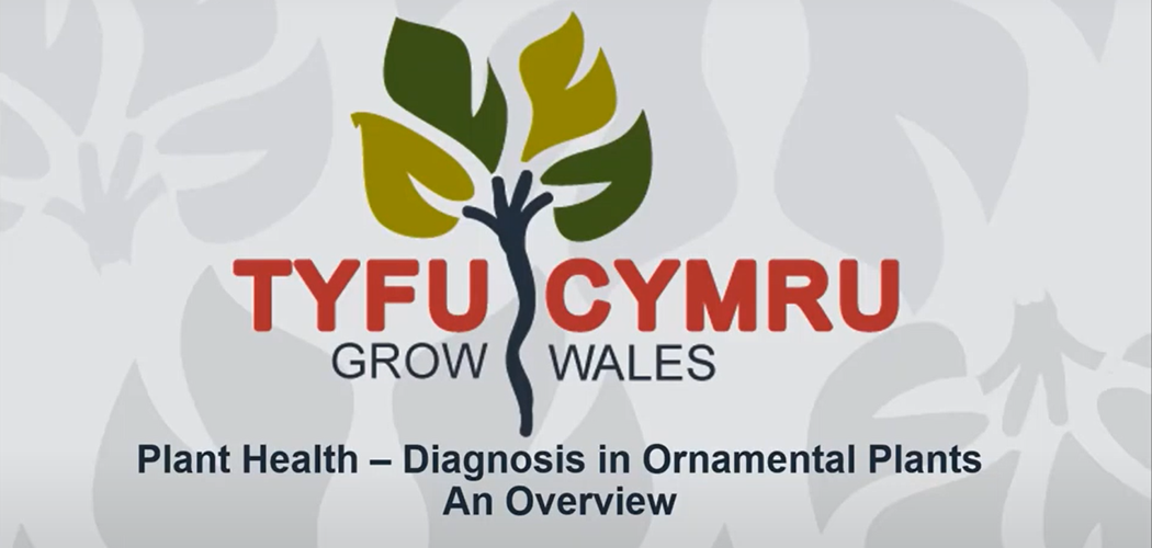 Plant Health Webinar: Diagnosis in Ornamental Plants