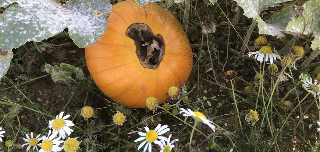 Managing Blossom End Rot in Pumpkin