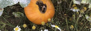 Managing Blossom End Rot in Pumpkin