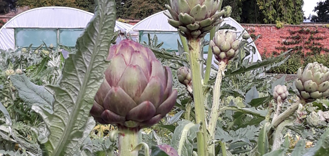 Technical Advice Sheet from the Vegetable Network Power Hour