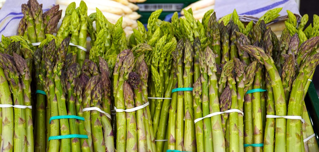 Webinar: Asparagus; a diversification crop for Wales