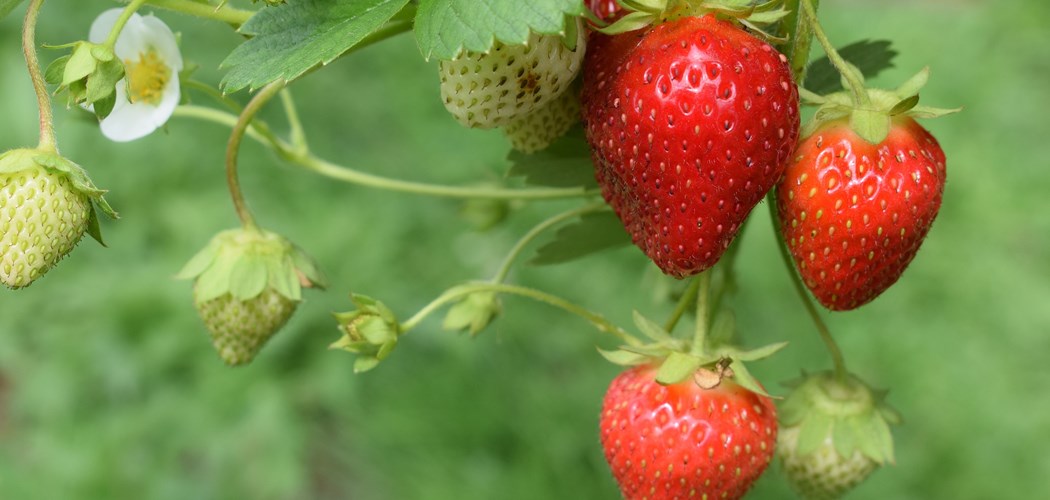 Technical Advice Sheet: Strawberry, April 2020