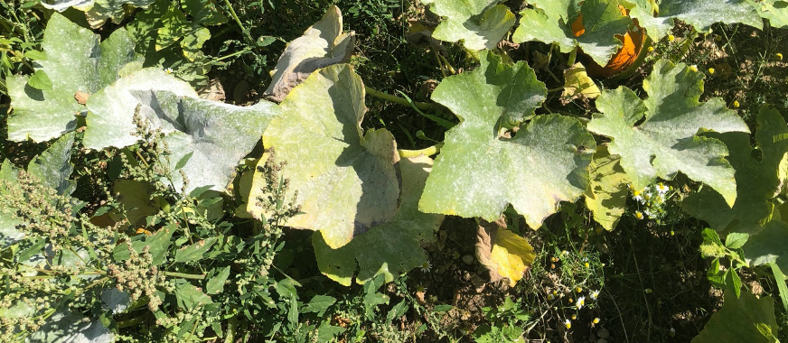 Pumpkin Disease Control