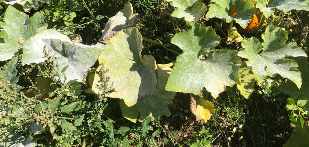 Pumpkin Disease Control