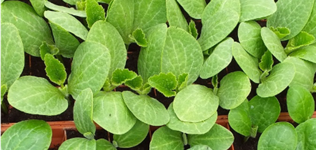 Technical Advice Sheet Pumpkin planning and weed control – May