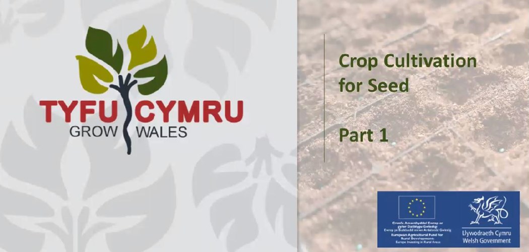 Tyfu Cymru Seed Training Programme - Webinar 1: Cultivation of simple crops for seed