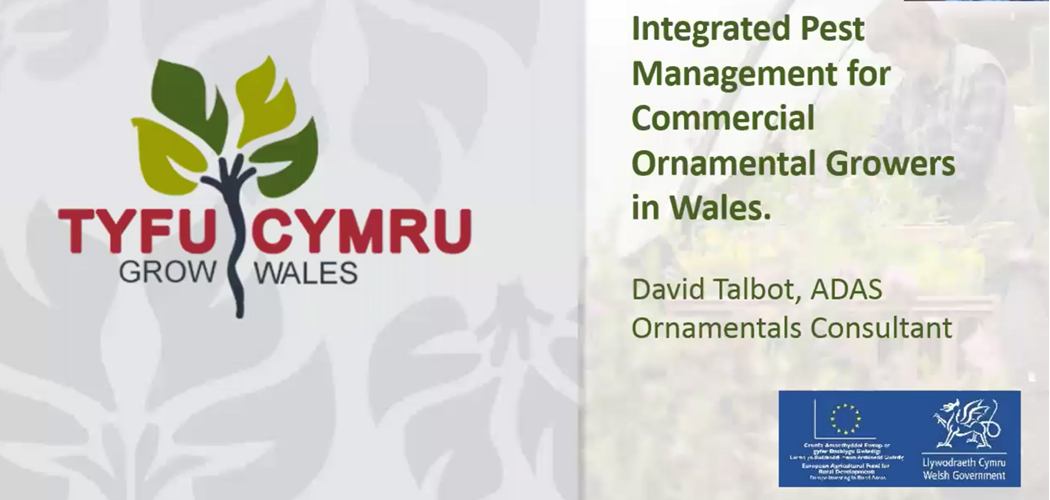 Integrated Pest Management for Commercial Ornamental Growers in Wales
