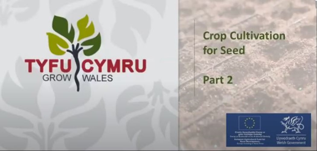 Seed Training Programme - Webinar 2: Cultivation of trickier crops for seed